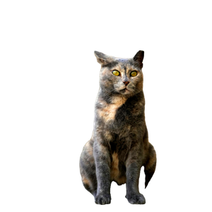 Tabby Cat With Unique Patterns Posed Gracefully Near Stone Wall 12374 - Cat PNG image with transparent background